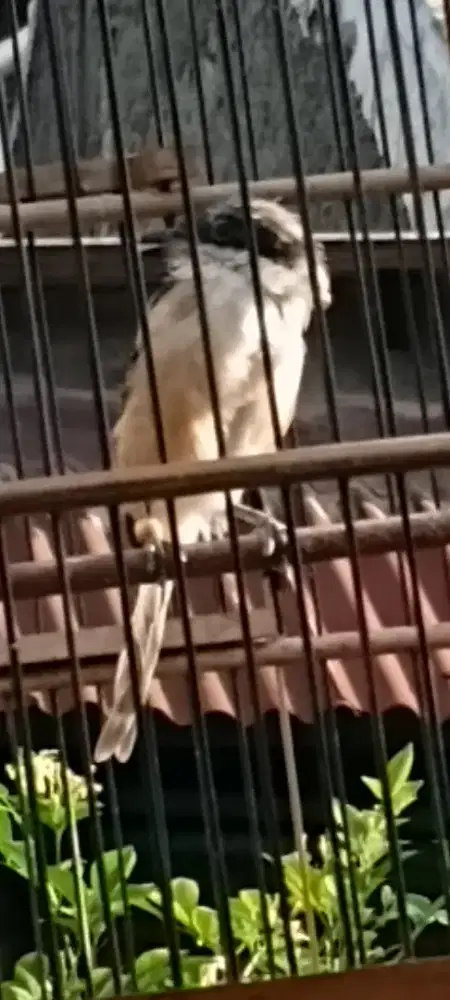 Jual pentet pastol ring jatim bunyi