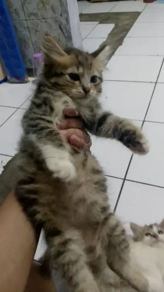 Mpusss Persia cebol gemoy