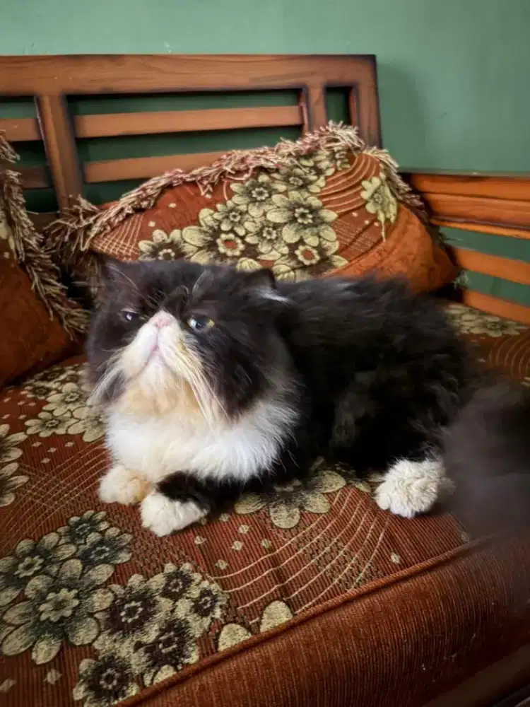 Persian peaknose Black van