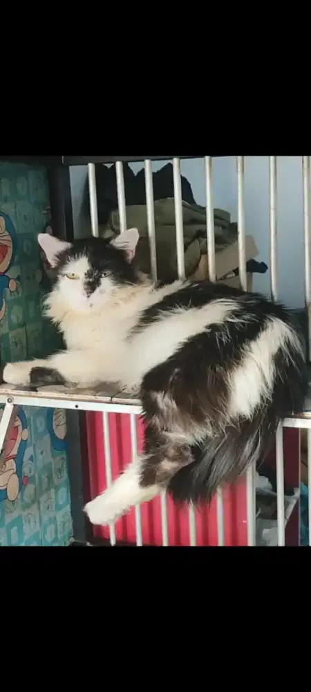 Kucing Persia Jantan dewasa