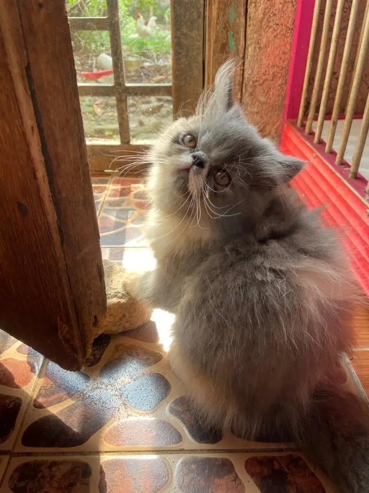 Kucing kitten persia flatnose betina