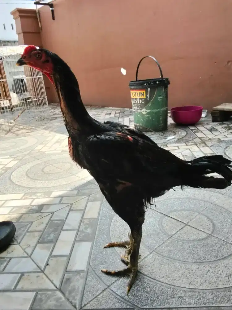 Ayam Ganoi Sisik Kaki Gunung