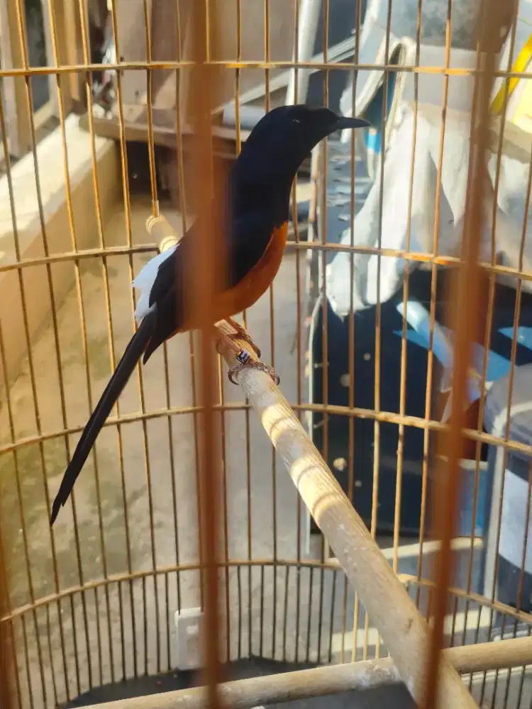 Mutai batu pastol gacor