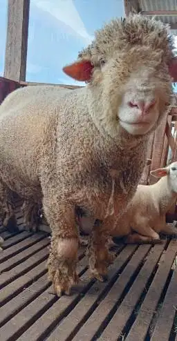 domba merino jantan 100kiloanUP timbang hidup siap hewan qurban 2026