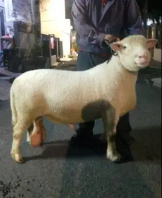 domba merino jantan 100kiloanUP timbang hidup siap hewan qurban 2026