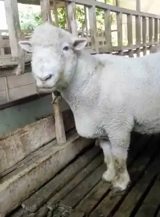 domba merino jantan 100kiloanUP timbang hidup siap hewan qurban 2026