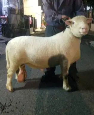 domba merino jantan 100kiloUP timbang hidup siap hewan qurban 2026 top