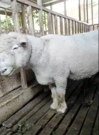 domba merino jantan 100kiloUP timbang hidup siap hewan qurban 2026 top