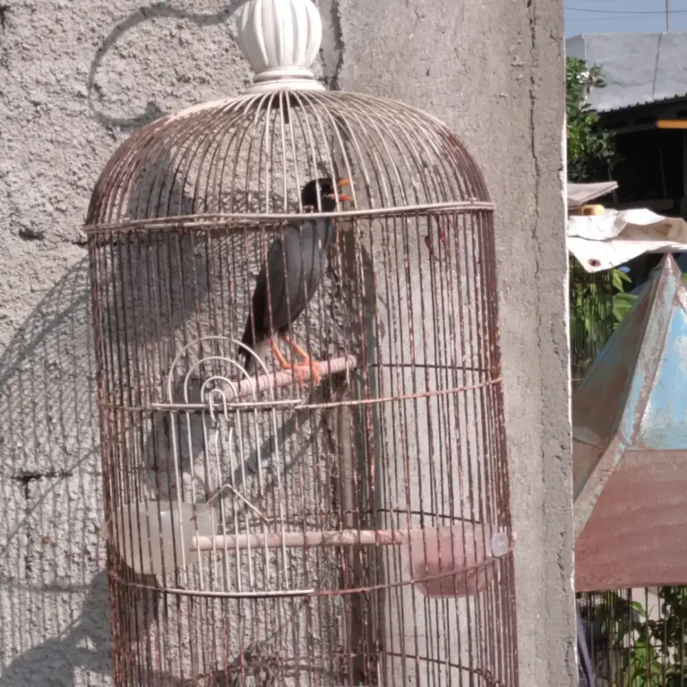 Jalak kebo mata putih dr anakan masih mudah jinak 450rb