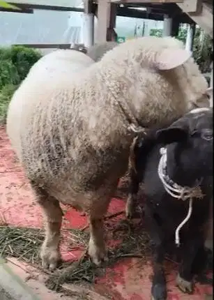 domba merino jantan 100kiloUP timbang hidup layak hewan kurban 2026 ok