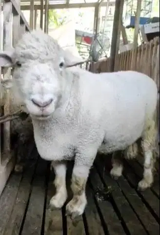 domba merino jantan 100kiloUP timbang hidup layak hewan kurban 2026 ok
