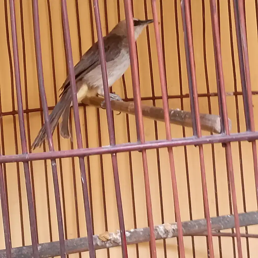 Trucukan Uda ropel rajin 400rb