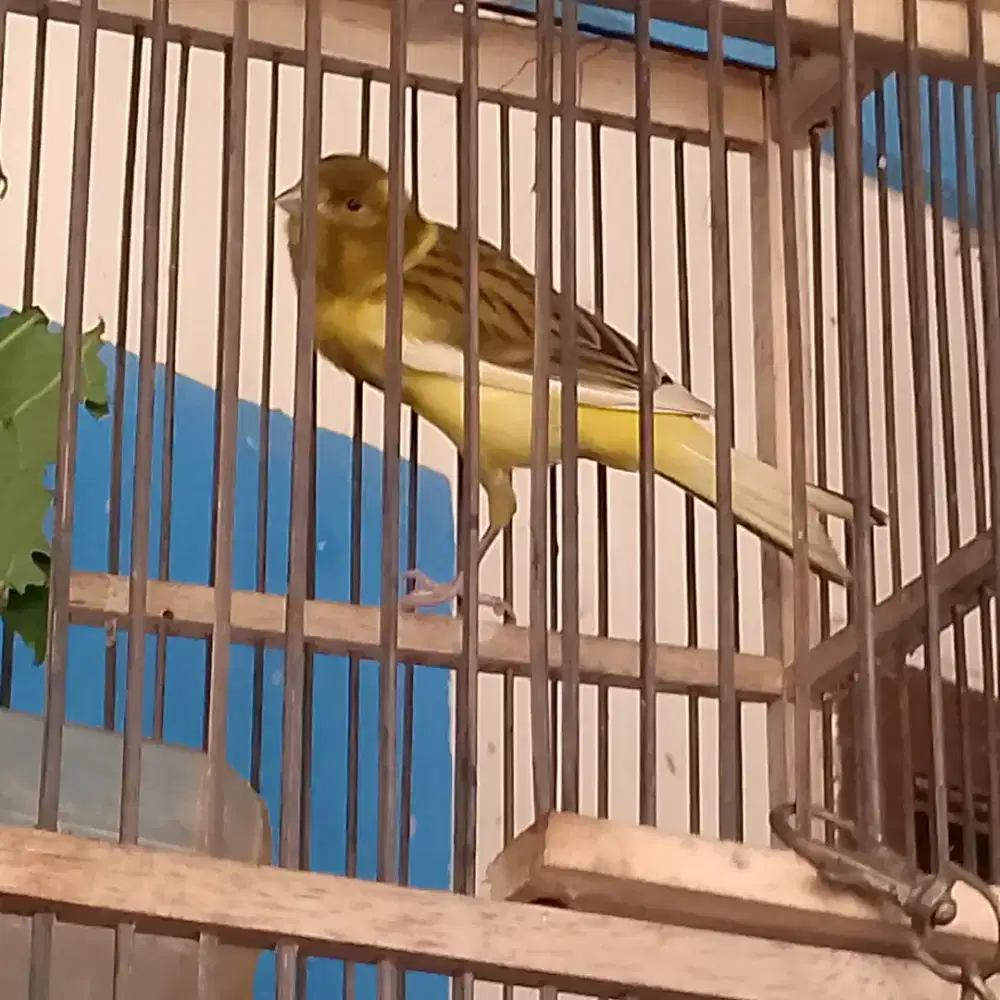 Kenari lokal Uda mulai bunyi 300rb