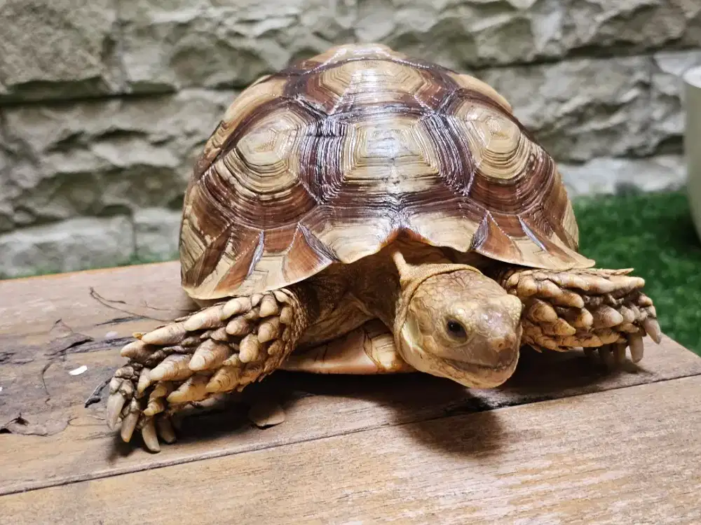 Sulcata Betina 24cm