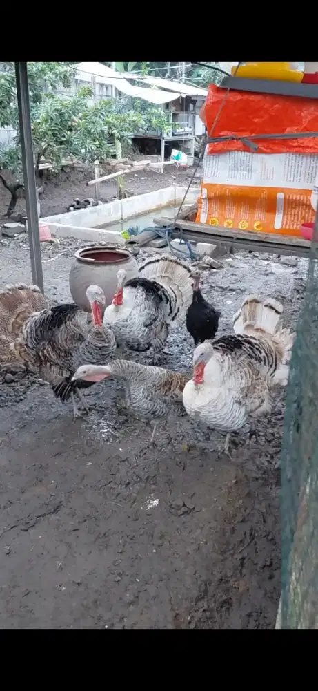 Jual kalkun dewasa sepasang