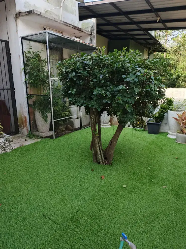 Tangerang rumput sintetis murah bisa dengan pemasangan