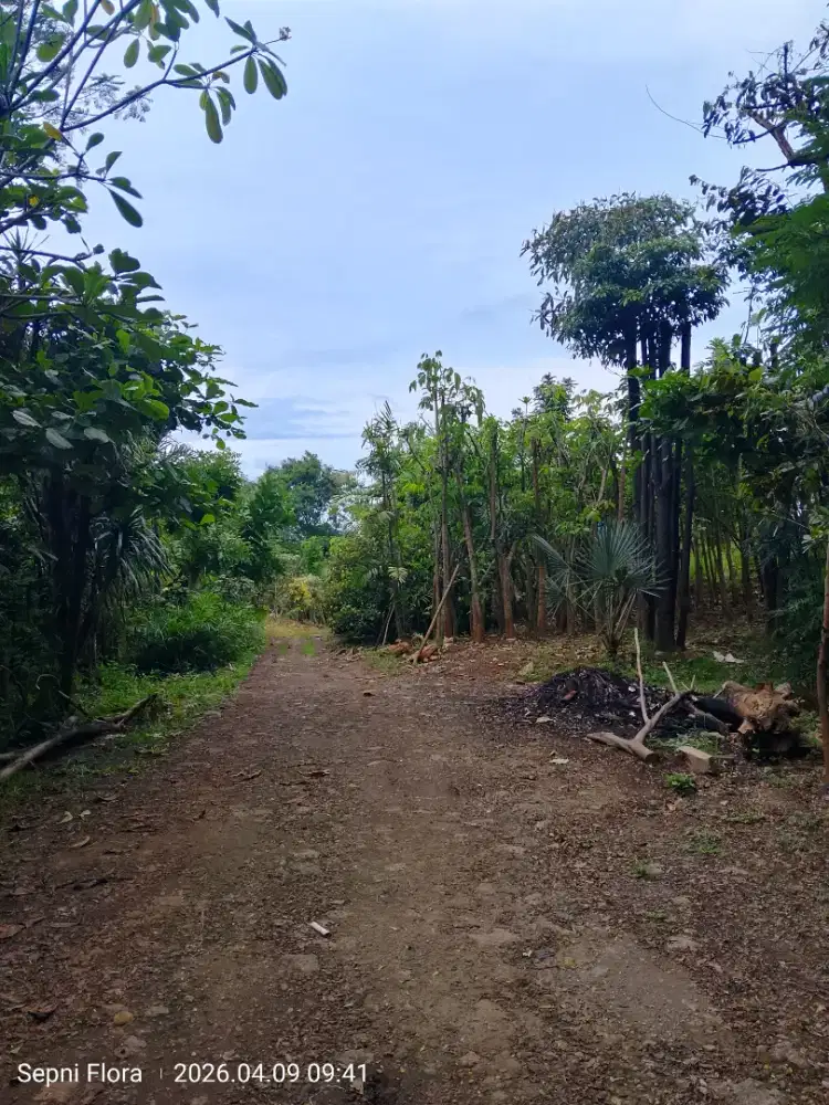 Jual Tanaman Harga Proyek