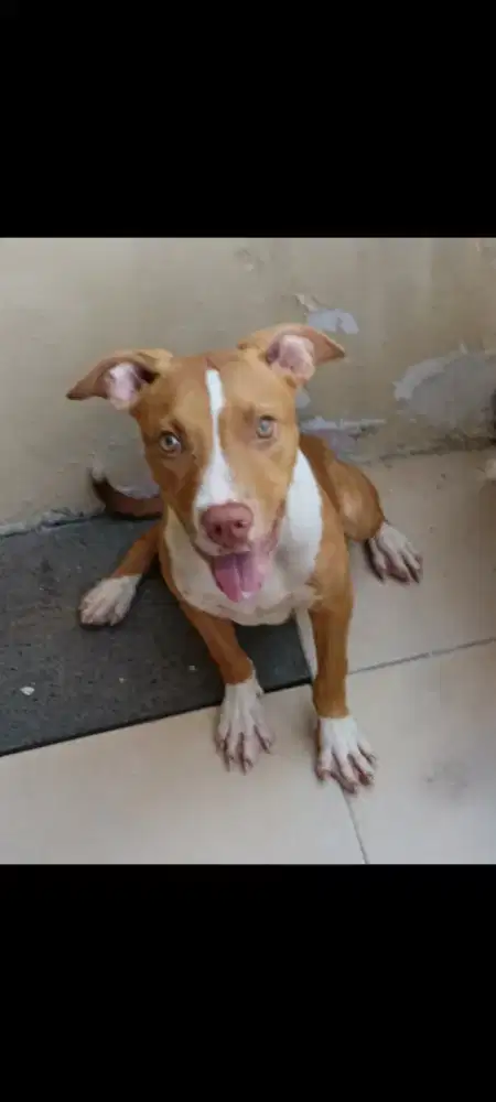 Anjing puppy apbt pitbull