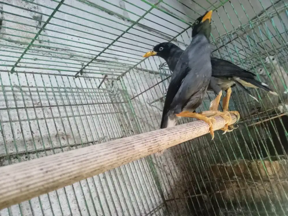 JALAK KEBO SEPASANG MATA PUTIH