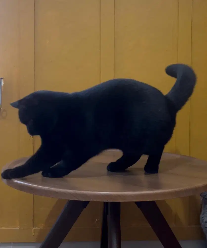 British shorthair jantan pedigree