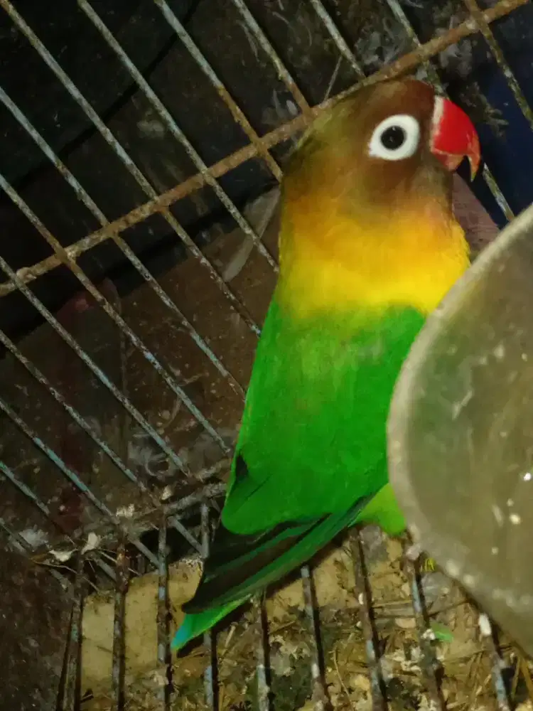 LOVEBIRD JANTAN WARNA JOSAN