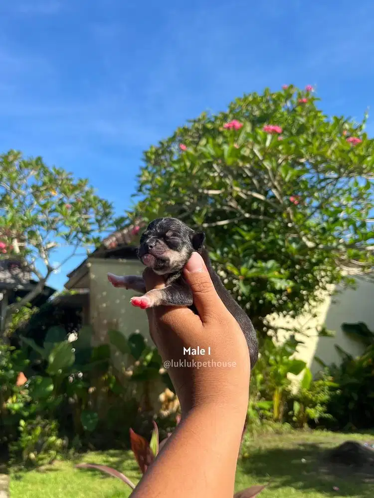 Chihuahua puppy Stmboom chip