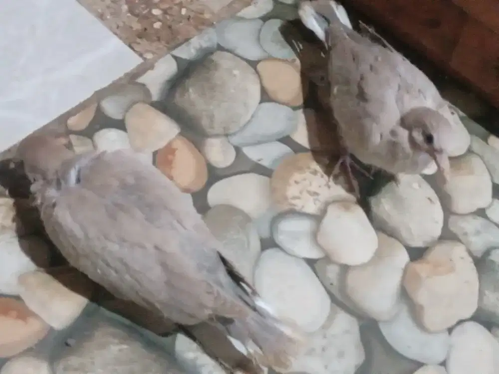 BURUNG PUTER PELUNG ASLI ANAKAN