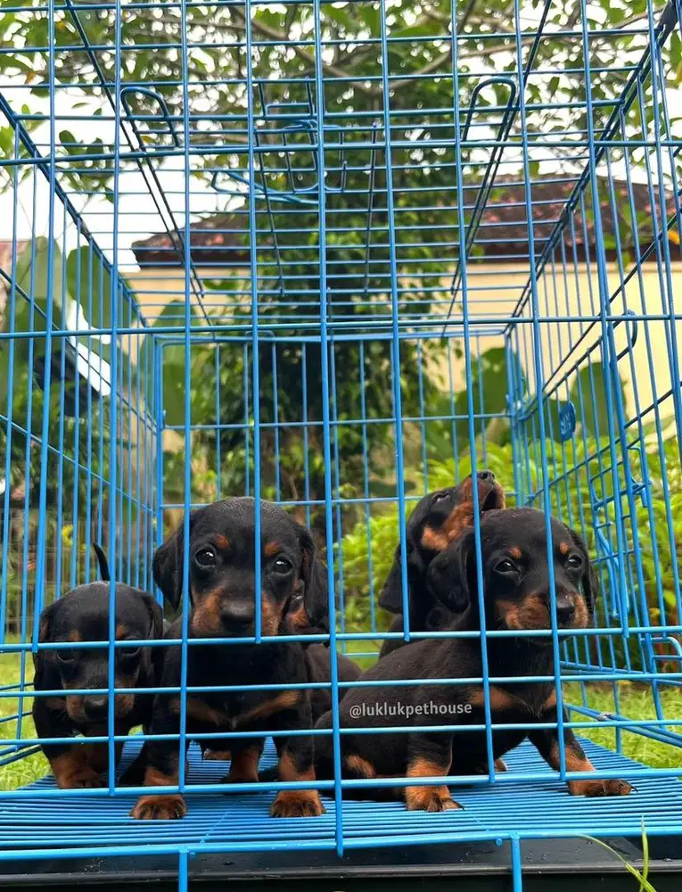 Ducshund puppy ( anjing sosis )