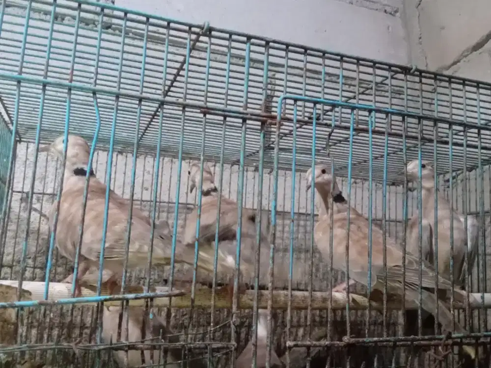 BURUNG PUTER PELUNG JANTAN BETINA