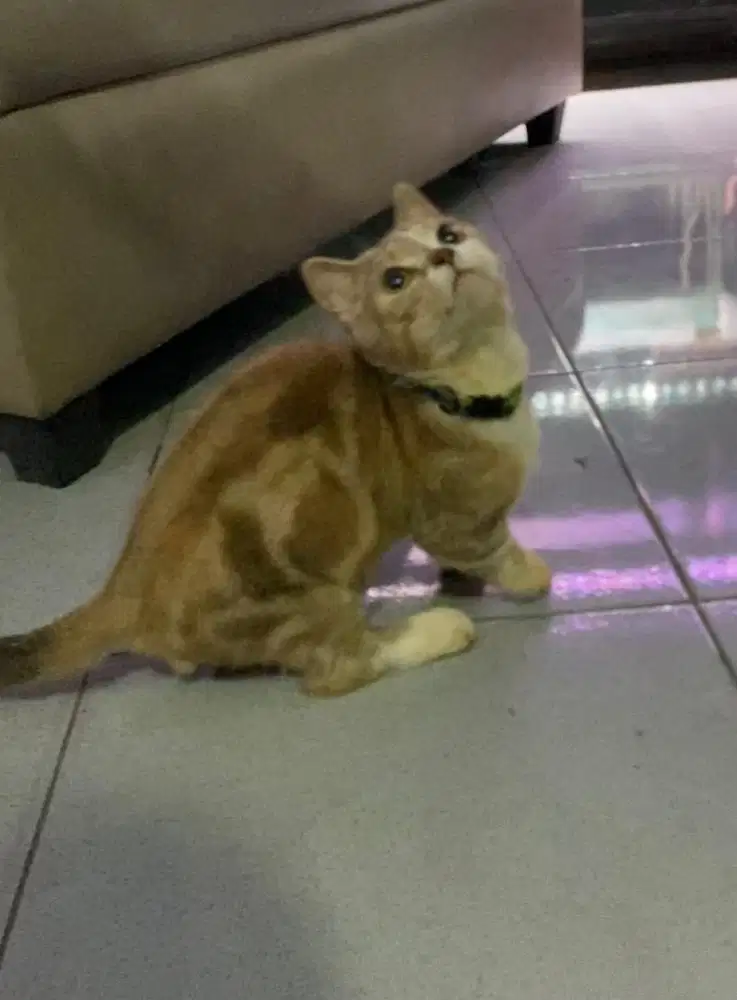 Munchkin golden tabby jantan bukan bsh