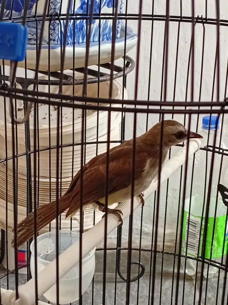 Burung trucuk trotol jinak