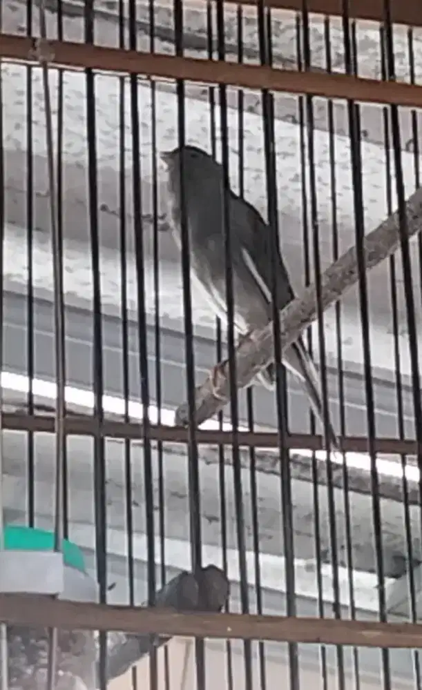 Burung kenari AF starblue gacor