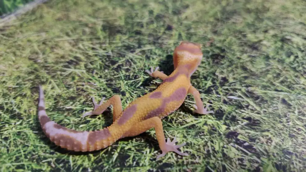 Tremper Jungle Motif Asyik