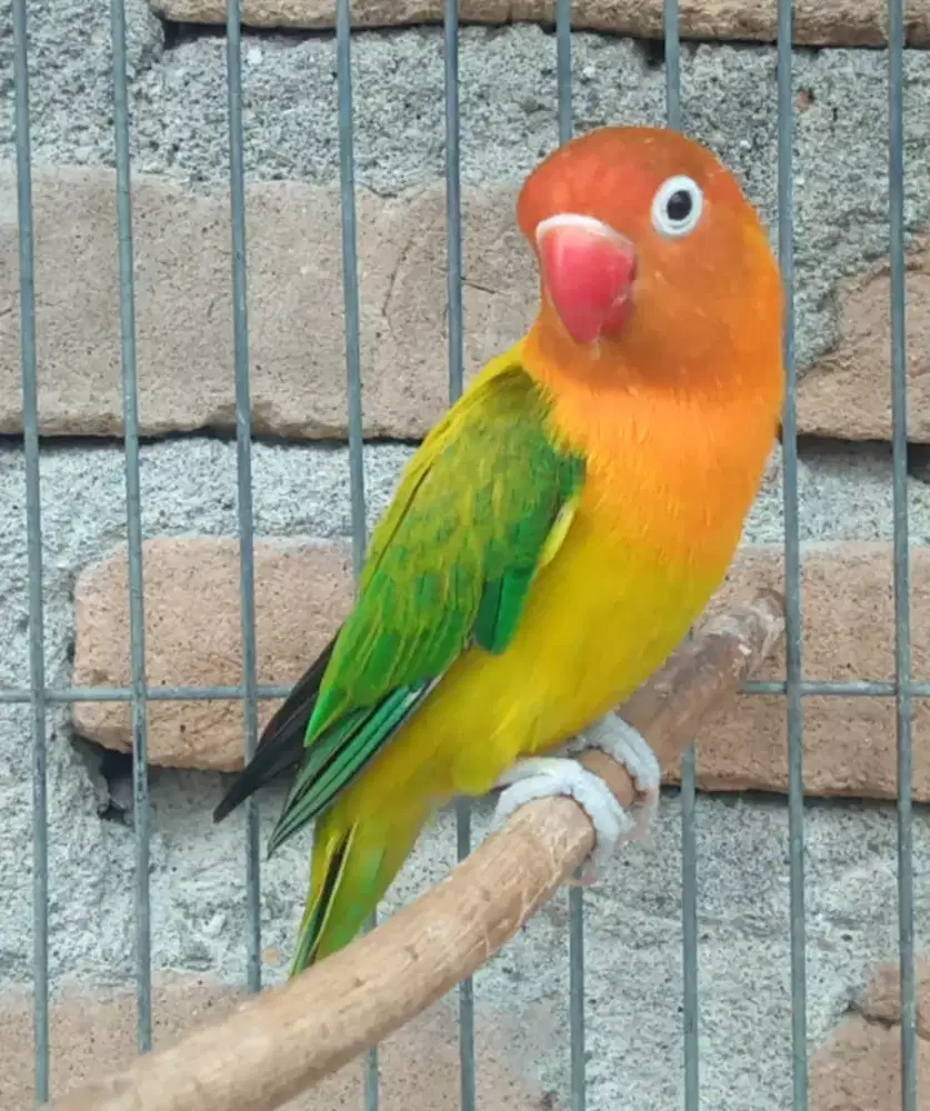Lovebird duda cantik