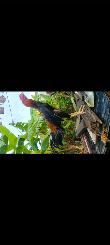 Bangkok Selatan sisik Ubet