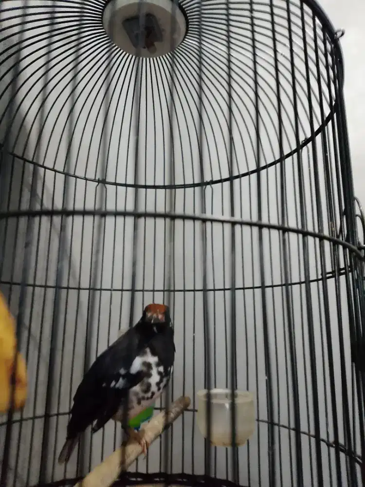 Anis kembang Jantan Double Ring