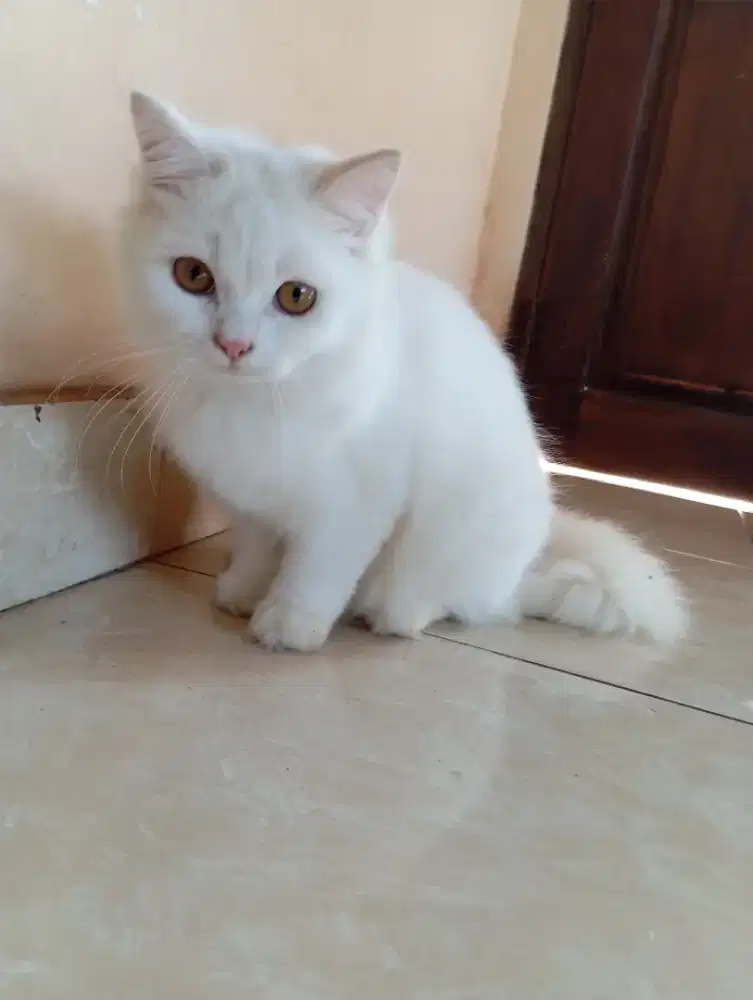 Jual Kucing Persia