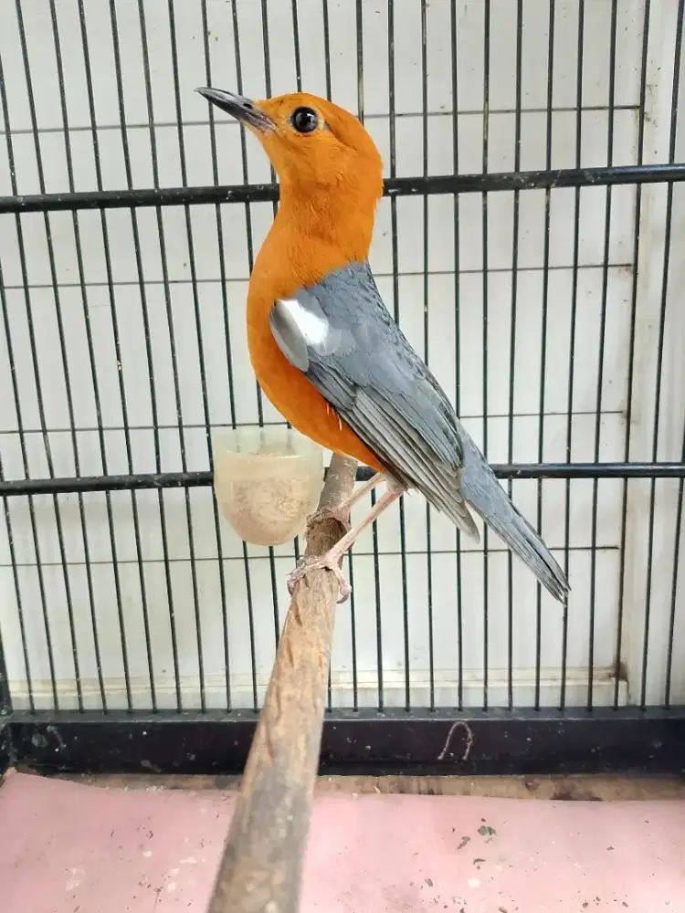 Anis Merah Jantan Non Ring