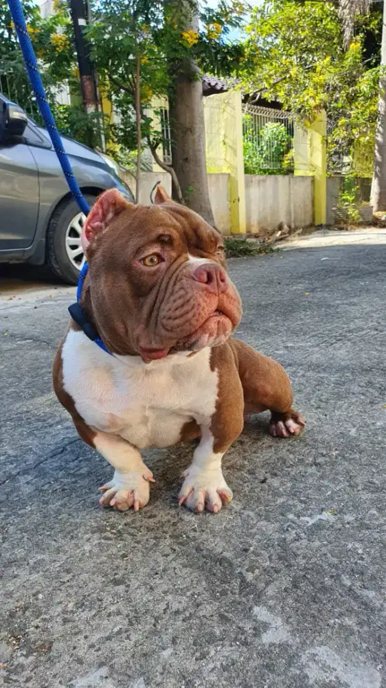 American Exotic Bully
