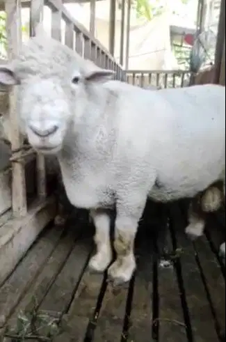 domba merino jantan 100kiloan timbang hidup siap hewan kurban premium