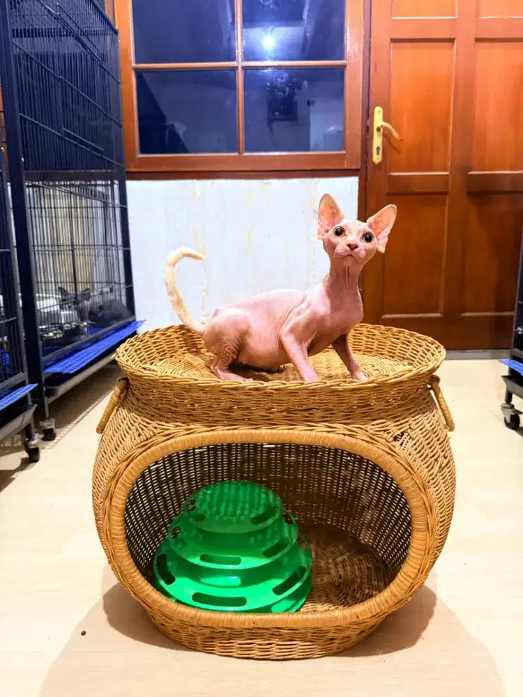 Kucing sphynx betina