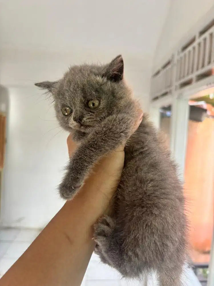 Pure Anak Kucing BSH Induk Pedigree x Non Pedigree