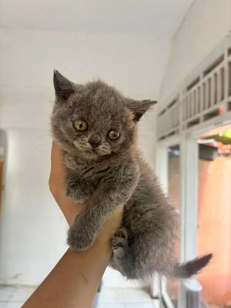 Pure Anak Kucing BSH Induk Pedigree x Non Pedigree