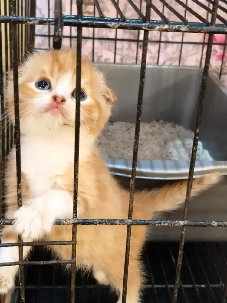 Kucing scottish Fold