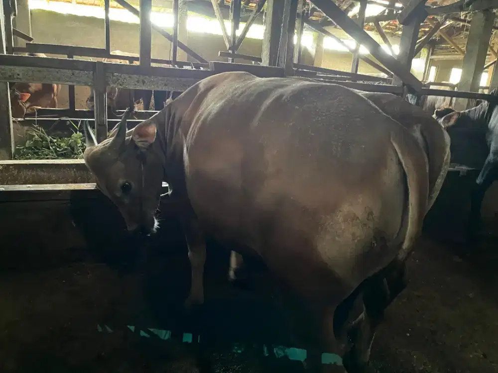 Sapi Kurban Palembang 2026