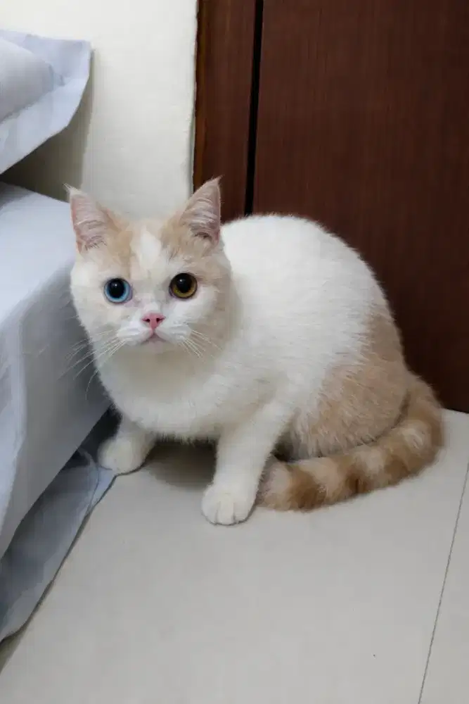 Kucing British Short Hair