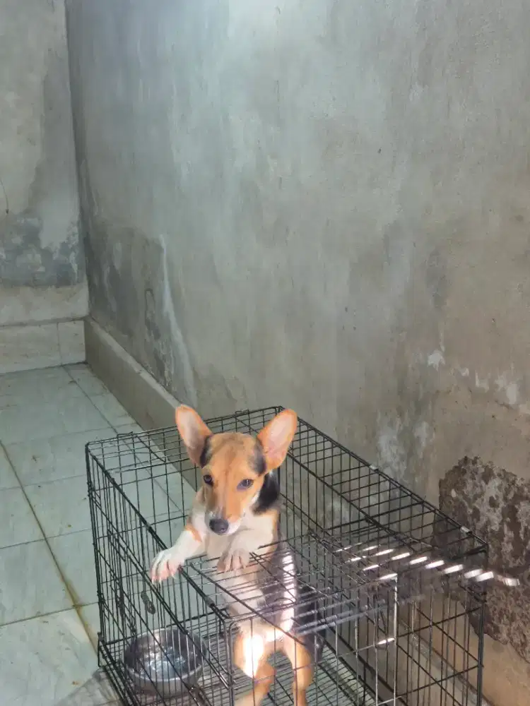 corgi betina 8 bulan cakep