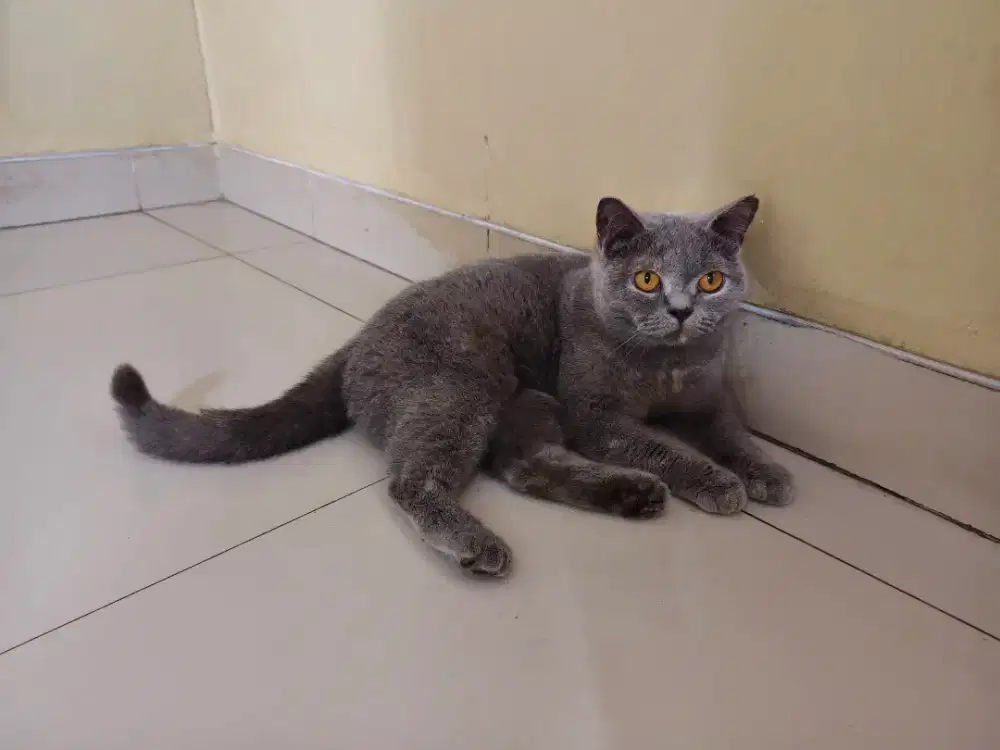 Kucing British Short Hair Blue Tortie Adult