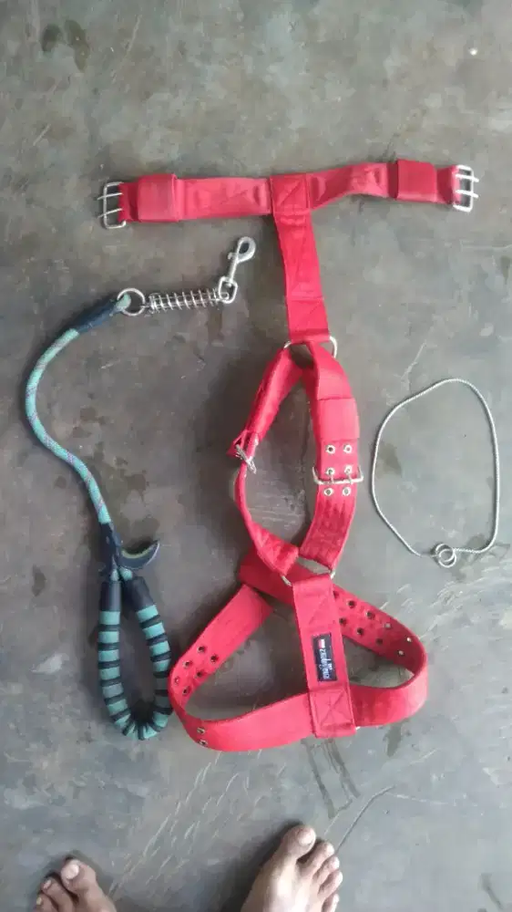 Tali kekang, body hernes anjing, rantai choccain