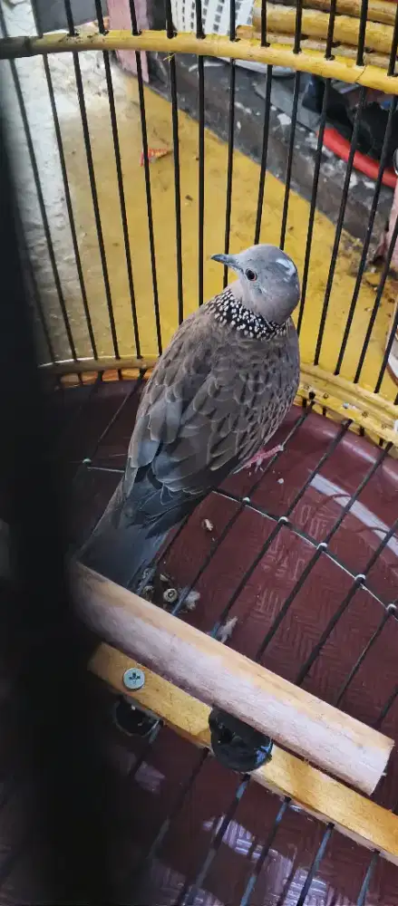 Tekukur kuk 3 up struk pinayungan wilis